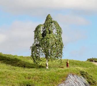 251153 Noch Hängebirke 20121.jpg